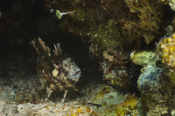 Tompot Blenny