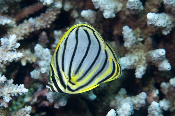 Orange-striped Butterflyfish