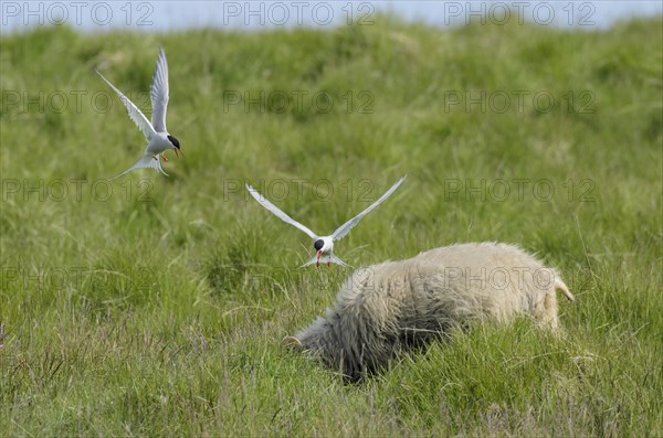 Arctic tern