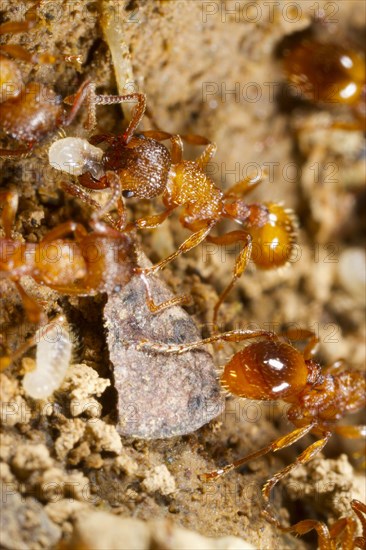 Common Elbowed Red Ant