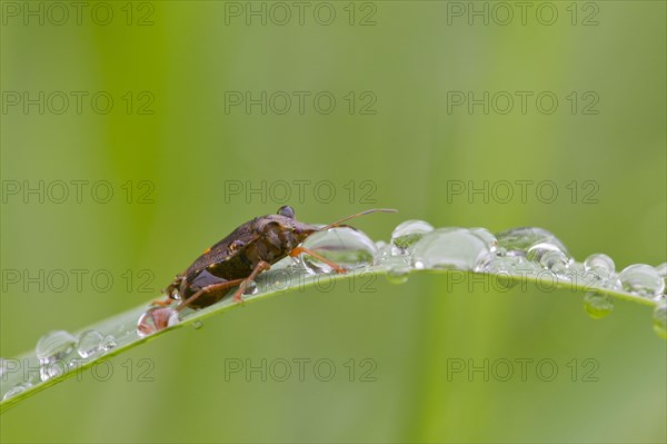 Red-legged tree bug