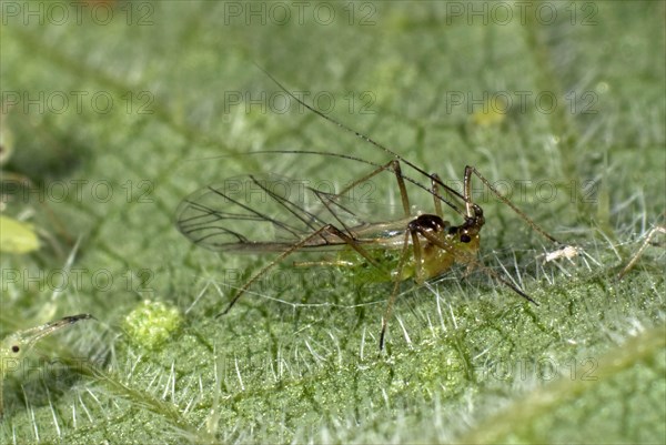 Nettle leaf aphid