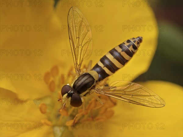 Long Hoverfly