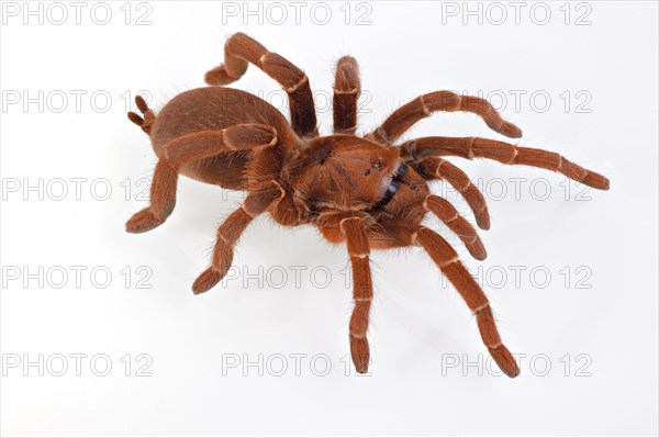 Kenya giant tarantula