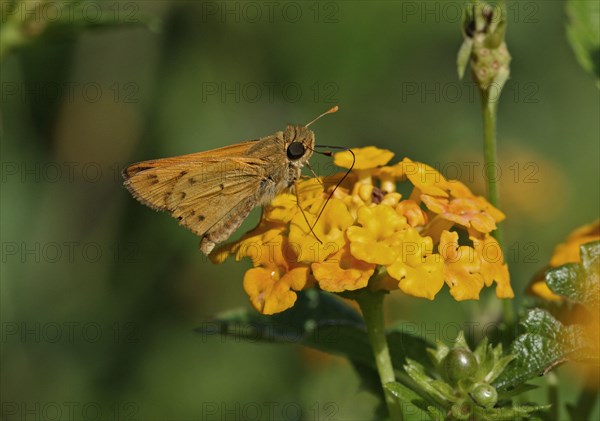 Fiery Skipper