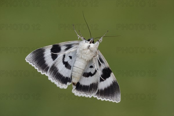 Blue underwing