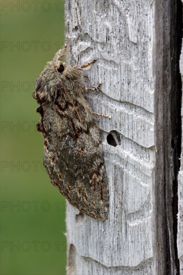 Large Prominent Moth