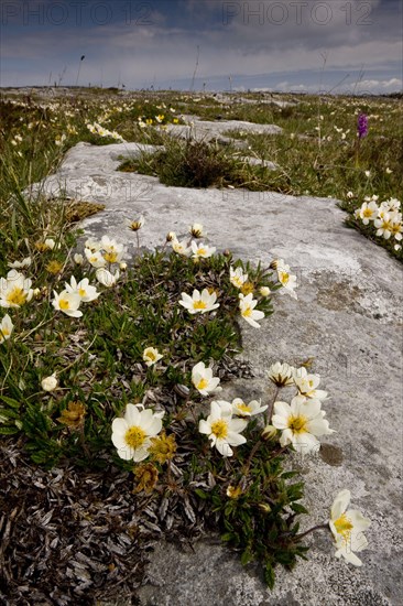 Mountain white dryad