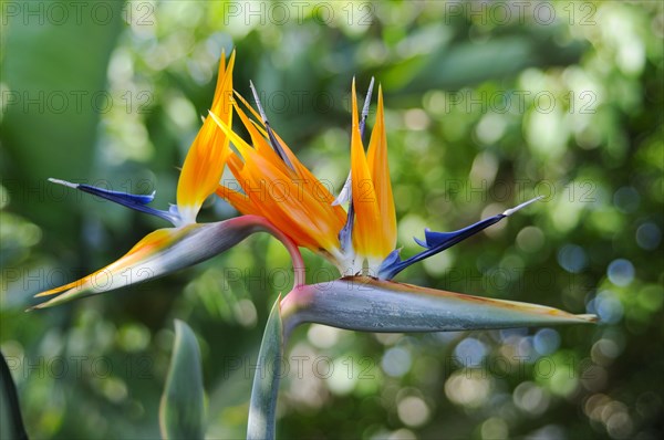 Bird of Paradise