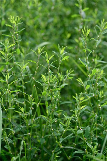 Common knotgrass