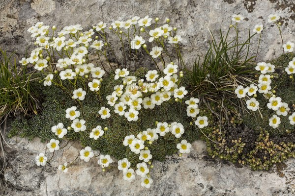 Flowering rigid saxifrage