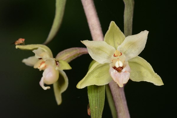 Violet Helleborine