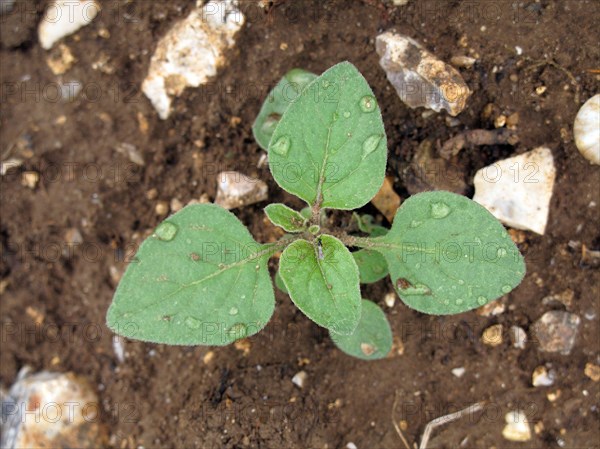 European black nightshade