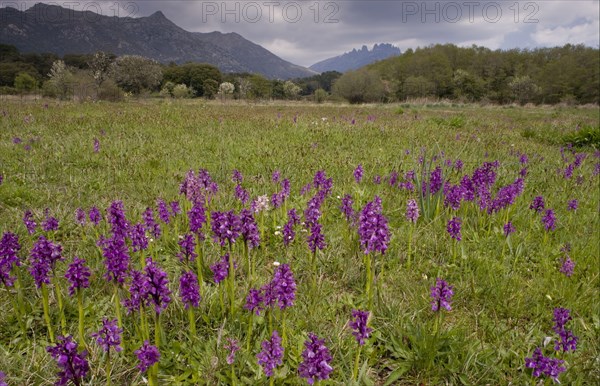 Flowering green-winged orchid