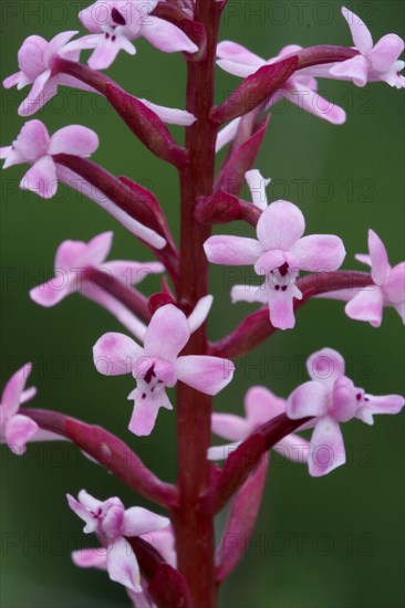 Branciforti's orchid