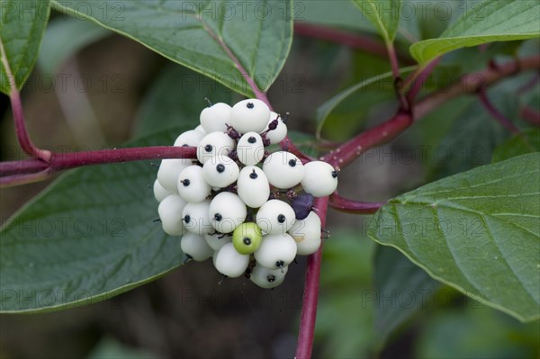 Red-stemmed Dogwood