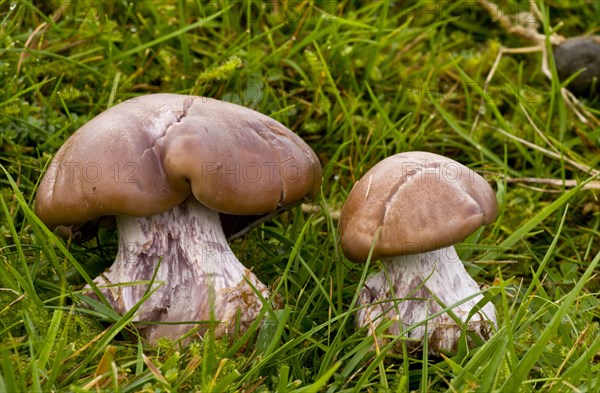 Field Blewit