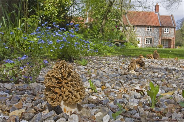 Common Morel