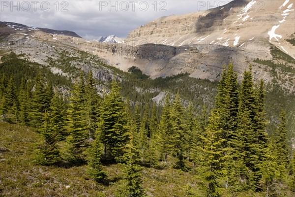 Subalpine subalpine fir