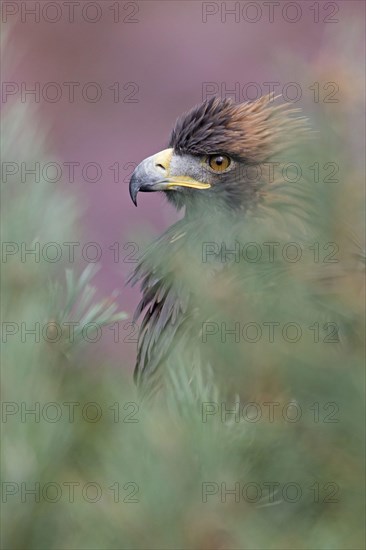 Golden eagle