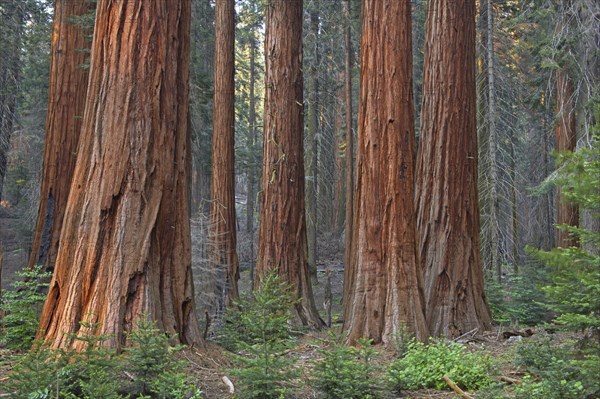 Sequoia gigantea