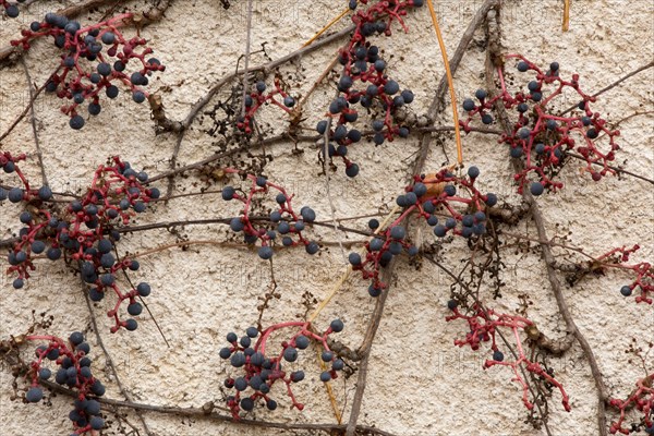 Virginia virginia creeper