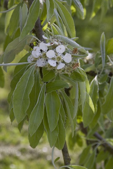 Flower and leaf of