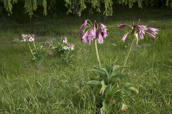 Orange River Lily