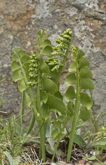 Moonwort