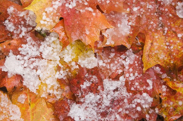 Fallen maple leaves on the forest floor after a hailstorm