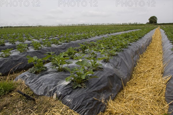 Freshly laid straw used to reduce mud splashes on fruit. Elsanta strawberry plants in raised beds covered with black plastic. These raised beds promote deeper