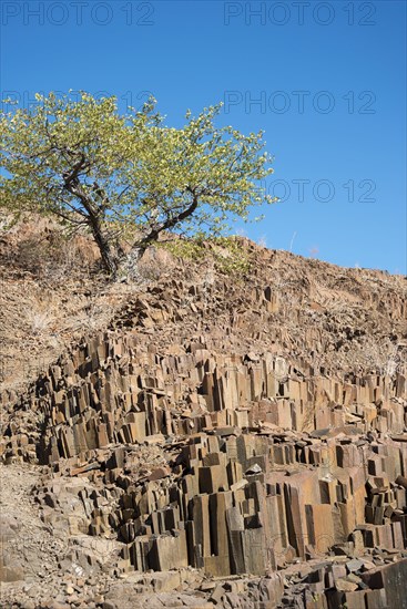 Organ pipes