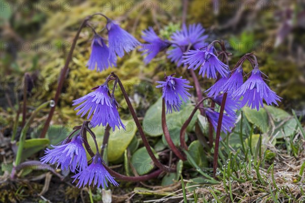 Alpine snowbell