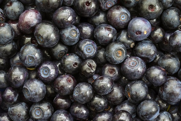 European blueberry