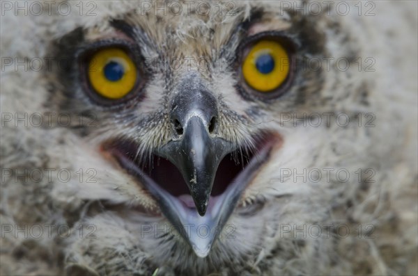 Eurasian Eagle-owl