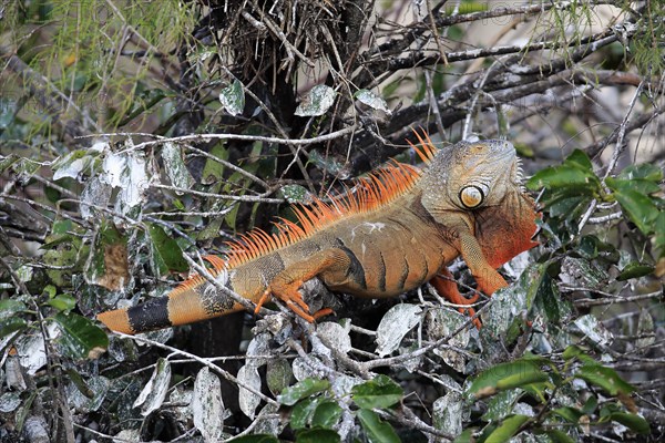 Common green iguana