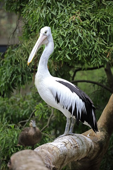 Australian pelican