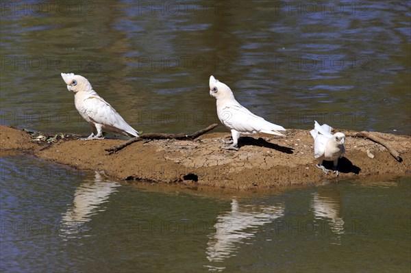 Little corella