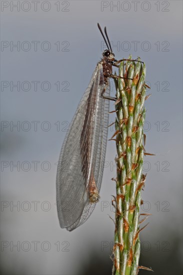 Large Ant Damselfly