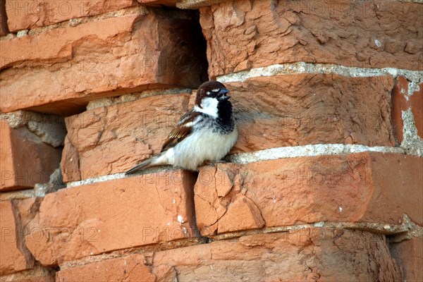 House sparrow