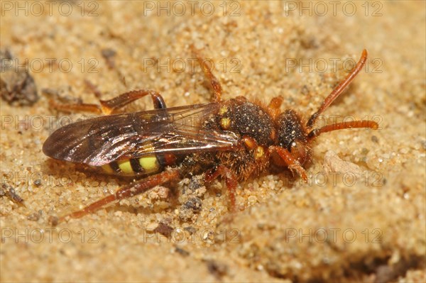 Redheaded Wasp Bee