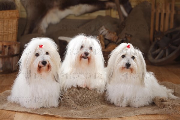 Coton de Tulear