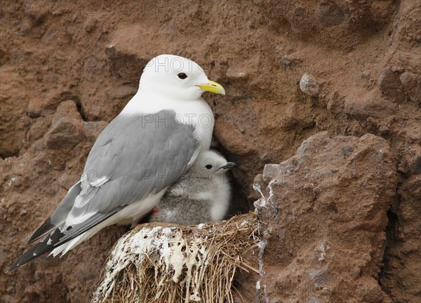 Red-legged Kittiwake