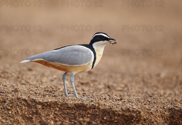 Egyptian plover