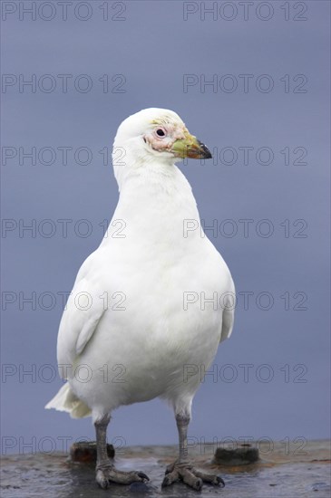 White-faced sheathbill