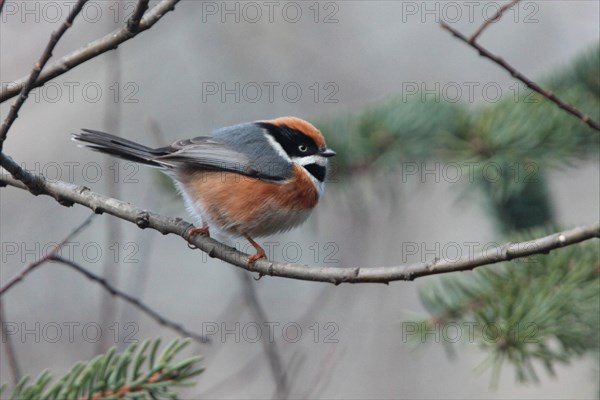 Black-throated Tit