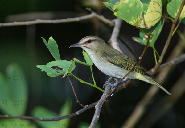 Black-whiskered Vireo