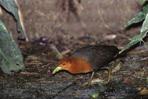 Red-necked crake