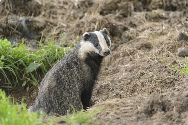 Eurasian Badger