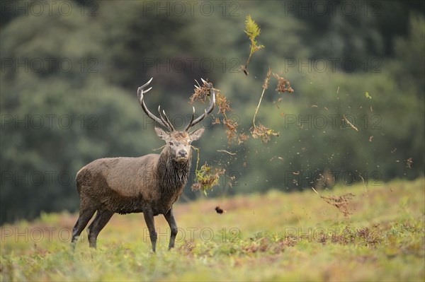 Red Deer